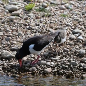 Oyster Catcher with young seen at Dungeness