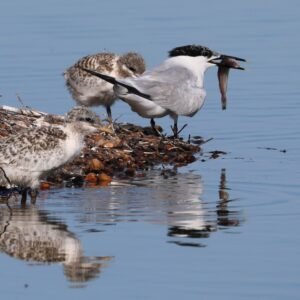 Sandwich Tern with young seen at Rye reserve