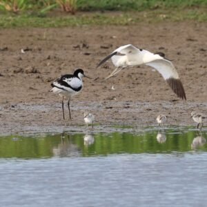 Avocet family seen at Titchwell marsh