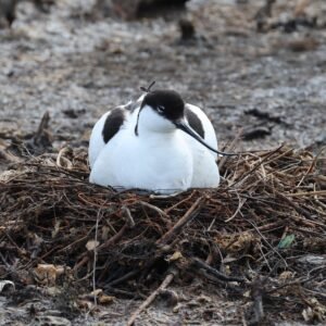 Avocet on nest seen at Titchwell marsh