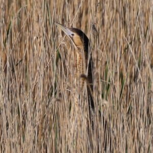 Bittern seen hiding in the reeds at Minsmere