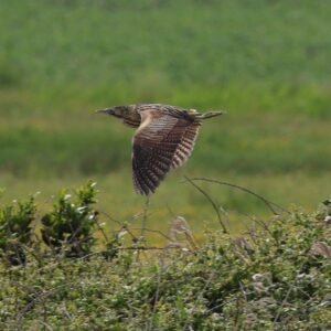 Bittern flying