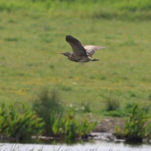 Bittern flying