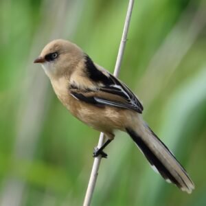 Female reedling seen at Dungeness