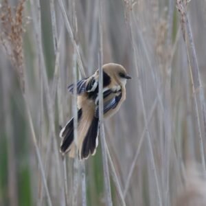 Juvenile Bearded tit seen at Dungeness