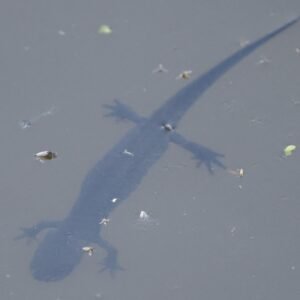Smooth Newt seen bathing in a pond at Dungeness.