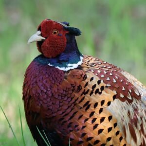 Pheasant seen at Minsmere