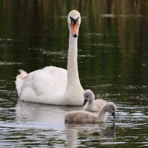 Mute swan with 2 Cygnets seen in Dungeness