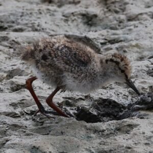 Redshank chic feeding in the mud at Titchwell marsh