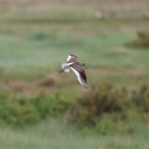 Redshank flying by