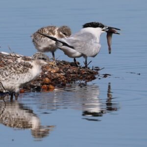 Sandwich Tern with young seen in Rye reserve.