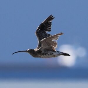 Curlew flying past at sea