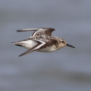 Dunlin flying