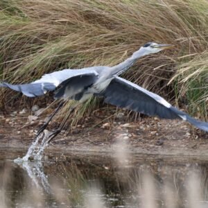Grey Heron taking off from a lake in Heacham