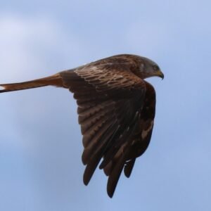 Red Kite Flying