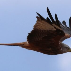 Red Kite in flight