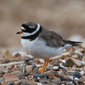 Ringed Plover seen on Heacham beach guarding its young.