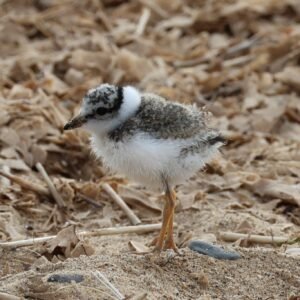 Ringed Plover Chick seen scampering along Heacham beach.