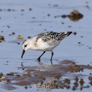Sanderling seen feeding on Heacham beach