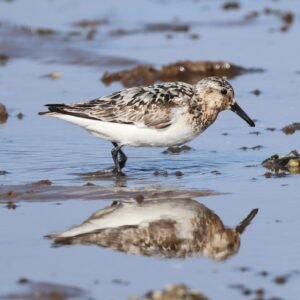 Sanderling feeding at Heacham beach