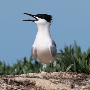 Sandwich Tern calling on an island at Rye harbour