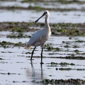 Spoonbill at Heacham beach
