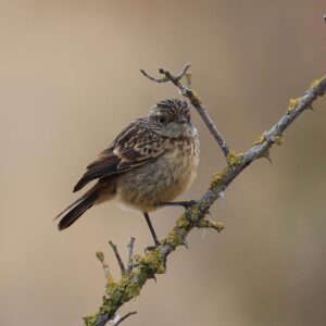 Stonechat chick seen on a dead tree