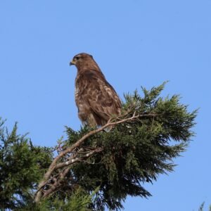 Buzzard seen perched on a conifer tree on Romney Marsh