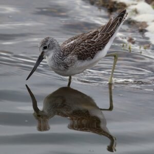 Greenshank seen feeding at Rye Harbour