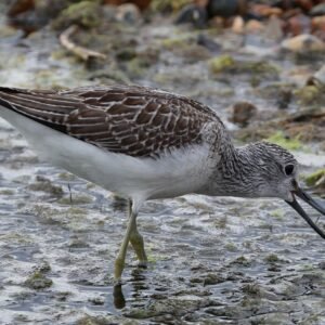 Greenshank seen feeding at Rye Harbour
