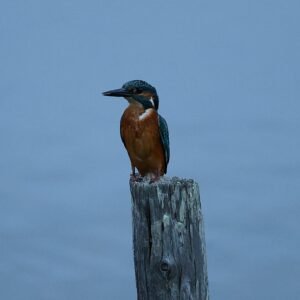 Kingfisher perched on a post at Rye Harbour