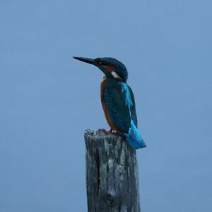 Kingfisher perched on a post at Rye Harbour