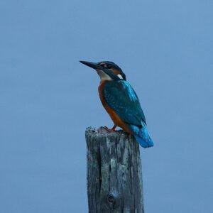 Kingfisher perched on a post at Rye Harbour