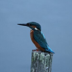 Kingfisher perched on a post at Rye Harbour