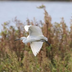 Little Egret in flight seen over Dungeness Denge Marsh