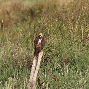 Marsh Harrier seen resting on a post at Denge Marsh
