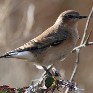 Wheatear seen perched on a bramble at Rye Harbour