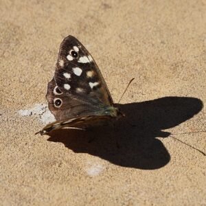 Speckled wood Butterfly seen in my back garden in October